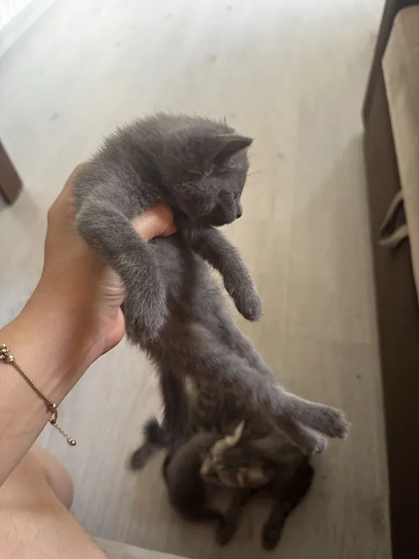 Отдам котят в добрые и заботливые руки 5 Отдам котят в добрые и заботливые руки 5