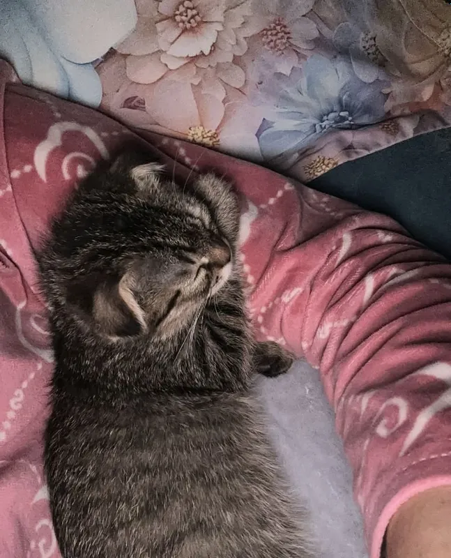 Продаются котята 3 Продаются котята 3