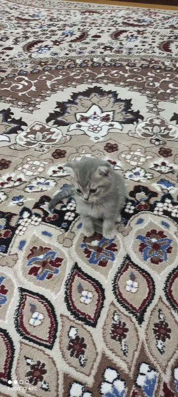 Mushukcha sotiladi zoti British Shorthair