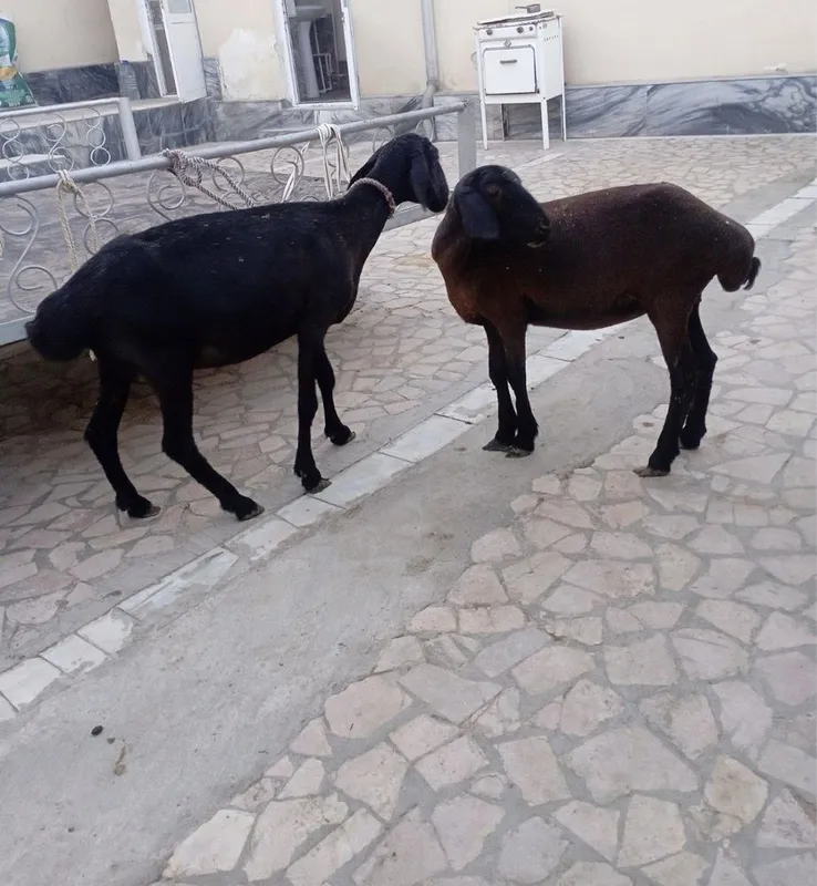 Ona bola qo’y sotiladi 2 Ona bola qo’y sotiladi 2