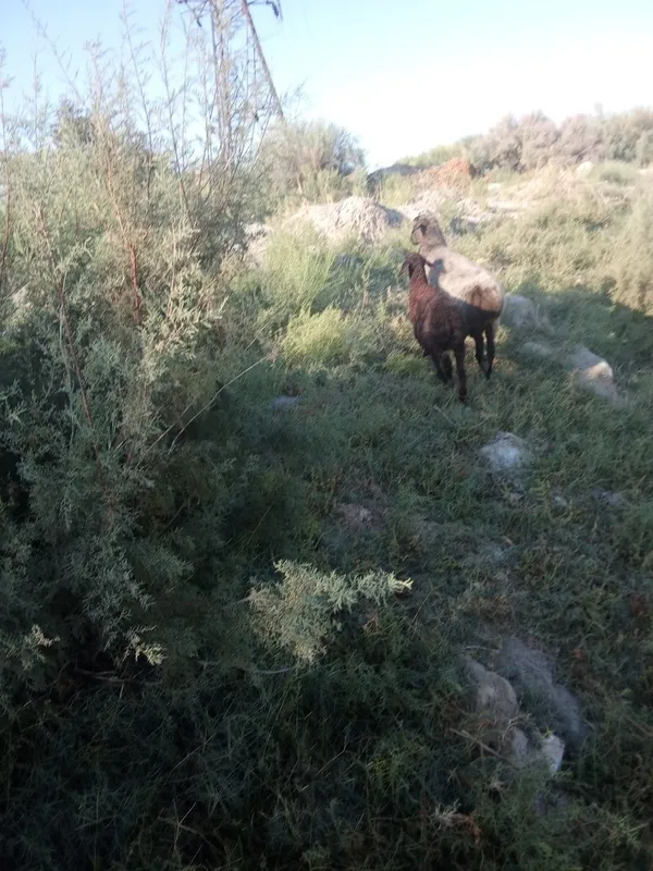 Ona bola qoy qo'zi sotiladi 2 Ona bola qoy qo'zi sotiladi 2