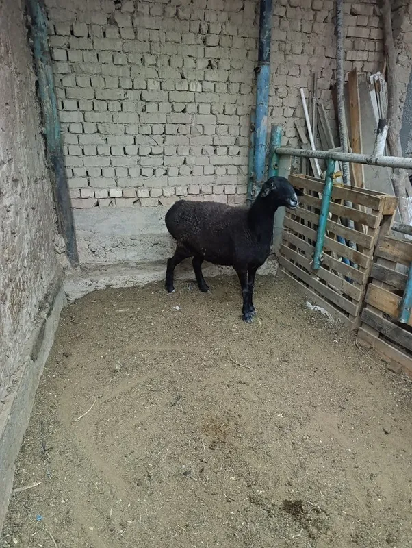 Soliq sotiladi sirochnik 4 Soliq sotiladi sirochnik 4