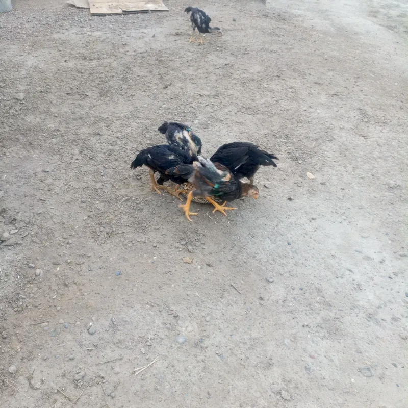Kulangi. Jujalar 3