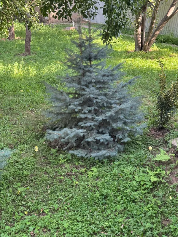 Продаётся ель 2 штуки — фото 1
