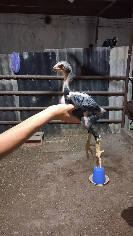 Тоззасини сораганларга