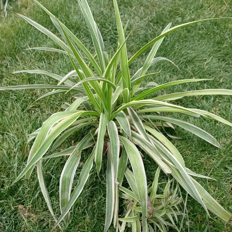 Хлорофитум вариегатный (Chlorophytum variegatum) — 25–30 см — фото 3