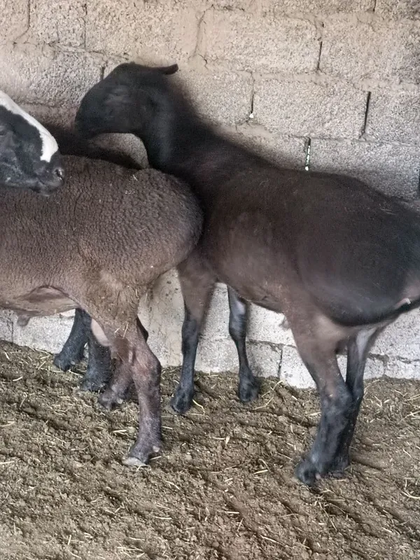 Курболига боклган кочкорлар сотлад Курболига боклган кочкорлар сотлад