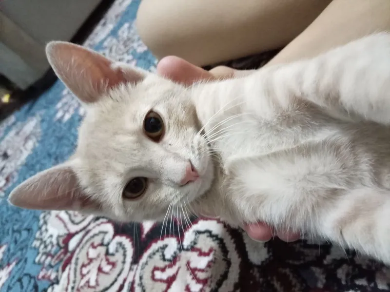 Кот мальчик 3-4 месяца 1