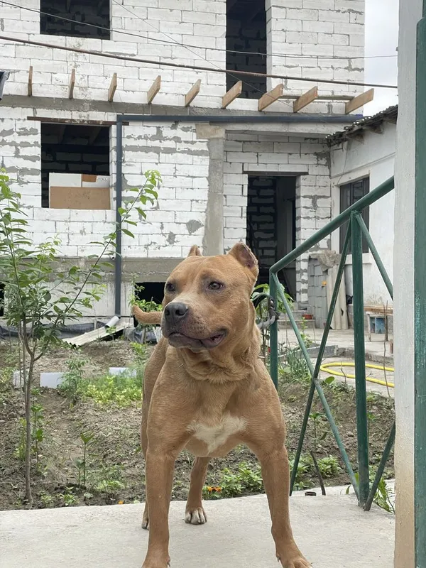 Pitbull мальчик 1,4года — фото 2