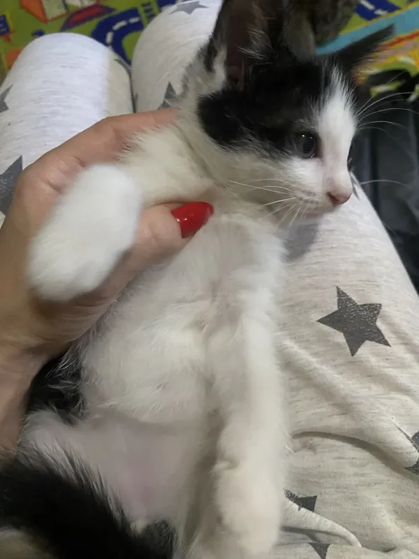 Котенок приучен к лотку — фото 1