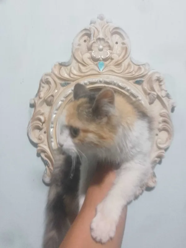 кошка 1 кошка 1
