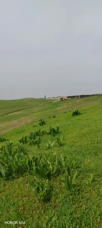 Ховли сотилади — фото 1