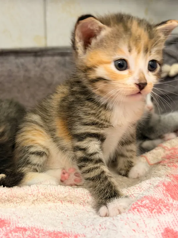 котенок-девочка в добрые руки 2