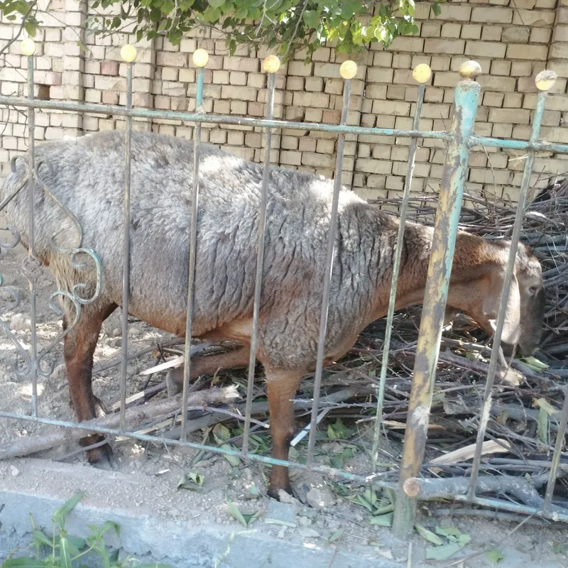 Арешан куйлвр зотлик буйи 80 бирматадан туґган куйлвр соґлом 4 тиш 5 Арешан куйлвр зотлик буйи 80 бирматадан туґган куйлвр соґлом 4 тиш 5