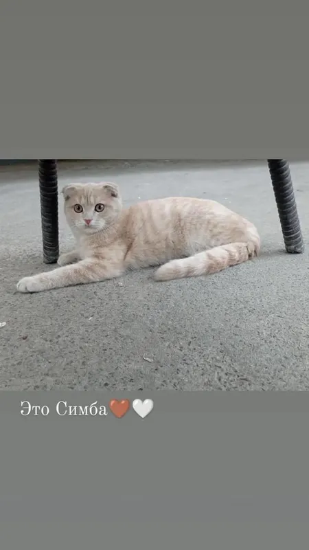 Скотиш фолд тоза порода огл киз хаммасидаан бор срочно сотилад — фото 7