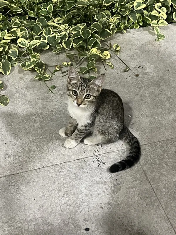 Двоих котят отдам в хорошие руки 1