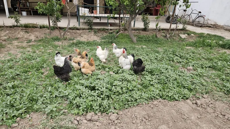 Brama tovuqlarning tuxumlari sotiladi — фото 2