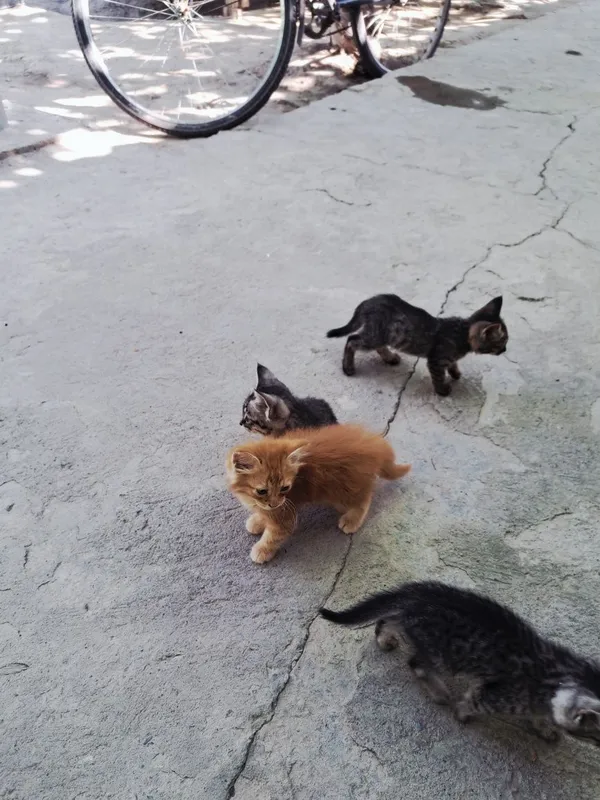 Mushuk. Kimga kerak boʻlsa 8 Mushuk. Kimga kerak boʻlsa 8