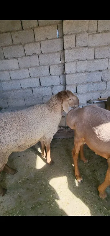 Qoy srochna sotiladi 2 Qoy srochna sotiladi 2