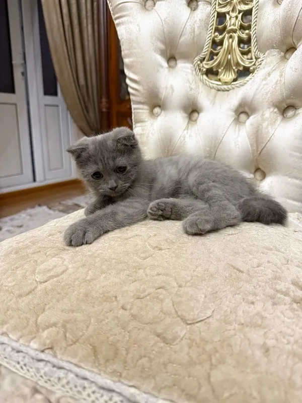 Скоттиш 3месяц, пародистый — фото 3