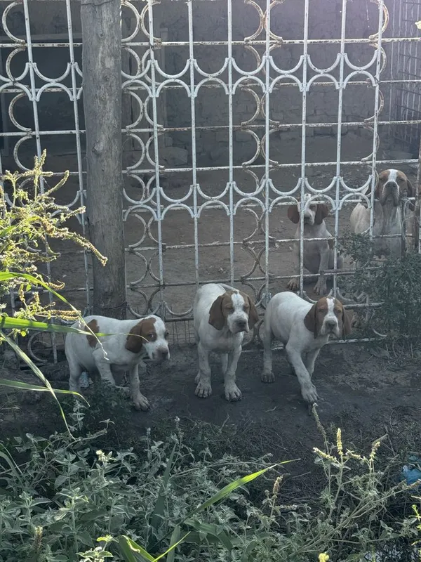 Английский Пойнтер собаки 6 Английский Пойнтер собаки 6