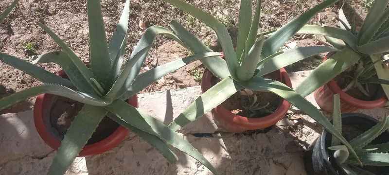 Aloe gullari chip chiroyli 4