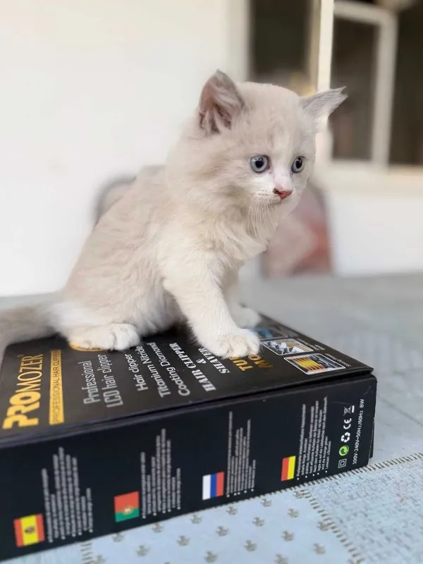 Продаётся котики 40 дней 4 Продаётся котики 40 дней 4