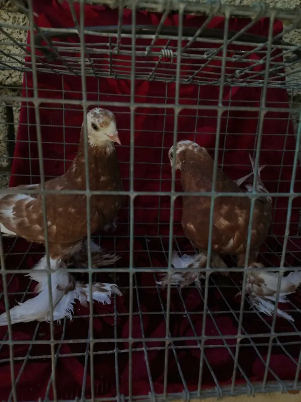 Белоголовые пискуны из под белоголовых голубе на продажу — фото 2