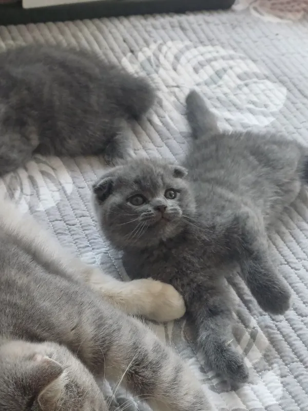 Шотландский (фолд, страйт) Скоттиш страйт, 2,5 месяц — фото 2