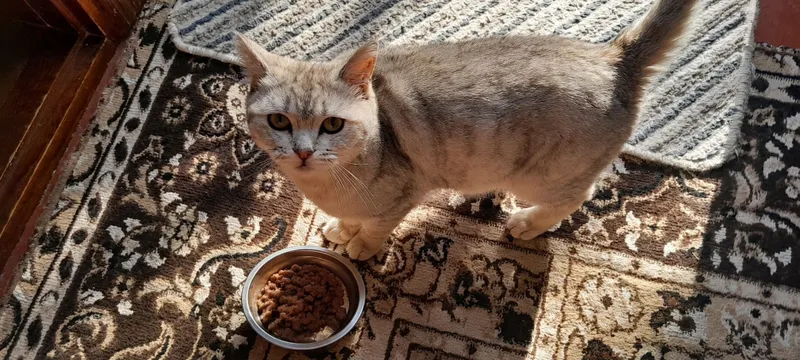 Mushuk🐈
