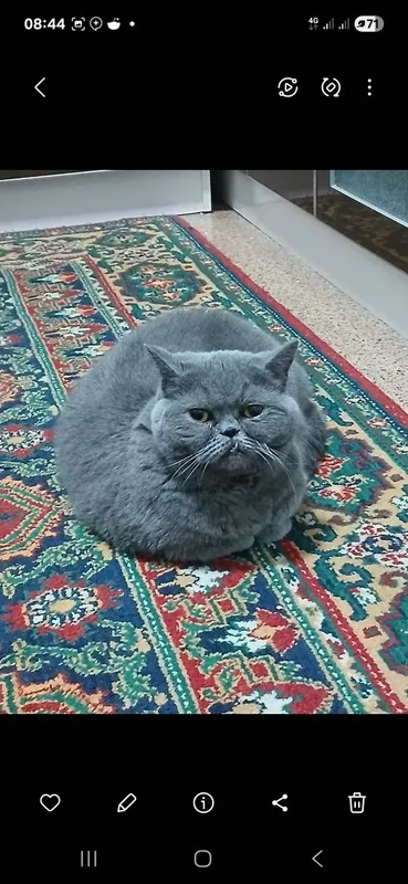 Отдается в добрые руки кошка 2 Отдается в добрые руки кошка 2