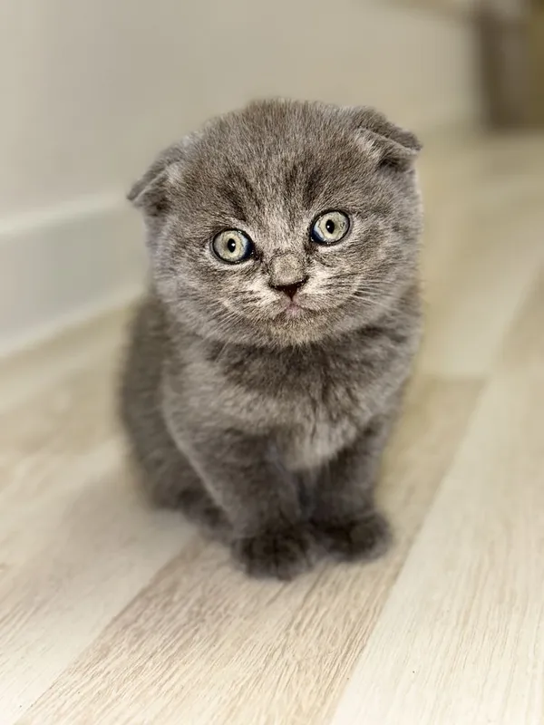 Кошка, Котёнок Шотландская вислоухая — фото 1