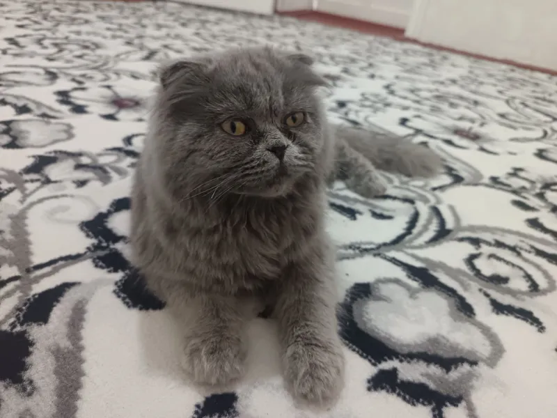 Zotli mushuk sotiladi