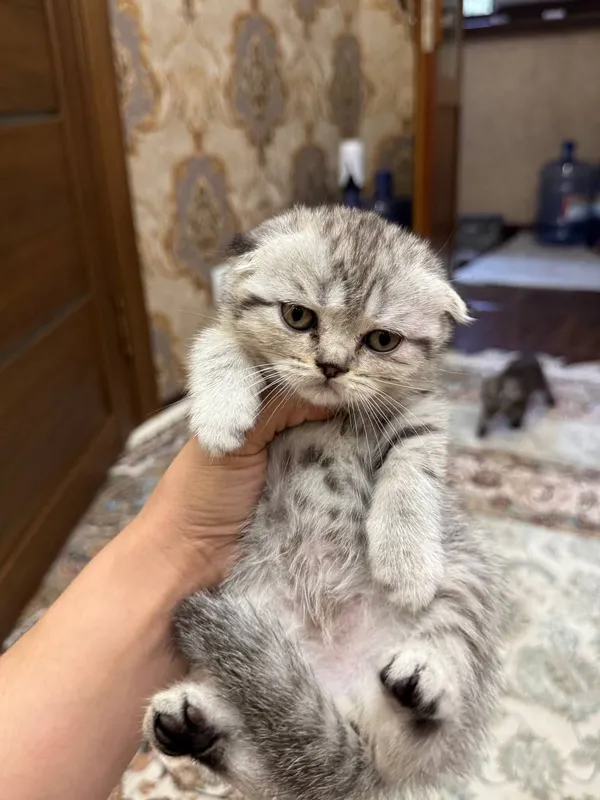 Продаётся породистый котёнок, скоттиш-фолд, 1 200 000 сум 1 Продаётся породистый котёнок, скоттиш-фолд, 1 200 000 сум 1