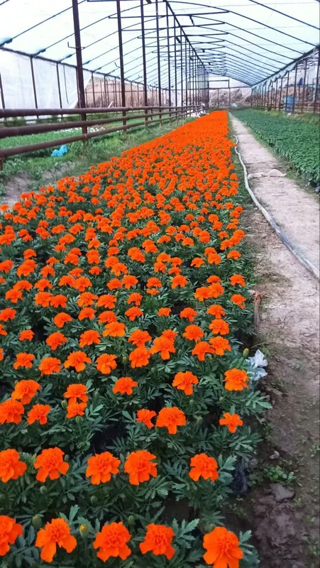 Gullar sotiladi narxi kelishilgan — фото 2
