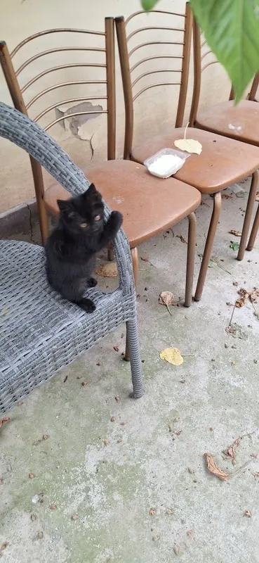 Котёнок в добрые руки девочка чёрная — фото 5