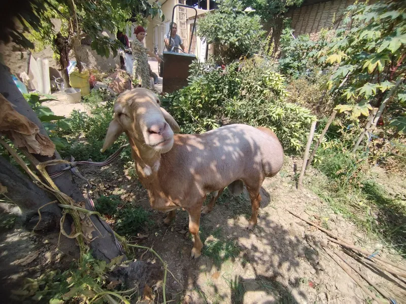 Arashan zotli qoʻy ishonchli sogʻlom hali tish chiqmagan yosh. 115 +kg — фото 2