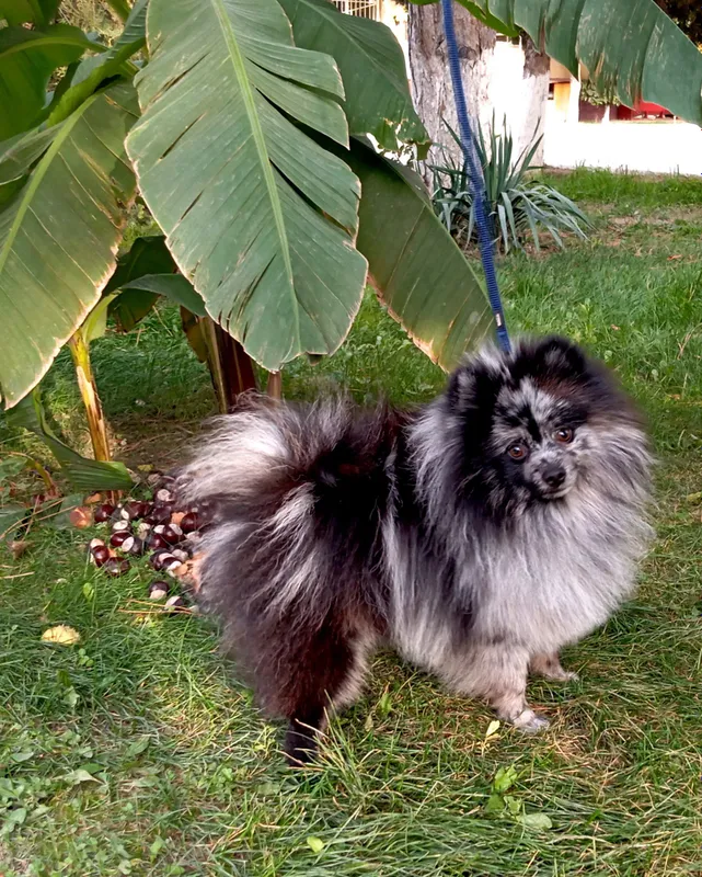 Sotaman 2 Sotaman 2