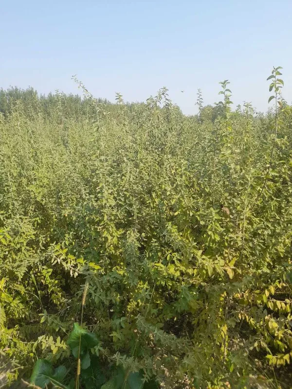 Ko'chatlar sotiladi. Har xil turdagi mevali va manzarali ko'chatlar — фото 3