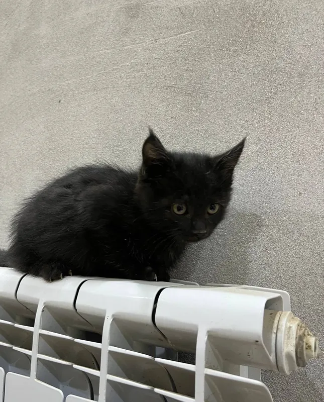 Котёнок отдаётся в добрые руки 5 Котёнок отдаётся в добрые руки 5