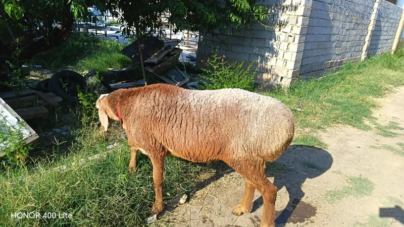 Zotdor Arashan qo'zi sotiladi 1 Zotdor Arashan qo'zi sotiladi 1