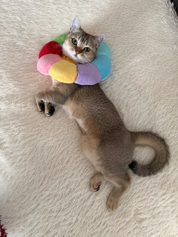 Кошка золотая шиншилла (стерилизована) — фото 2