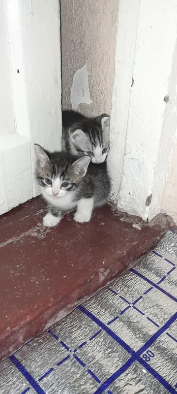 домашние животные 5