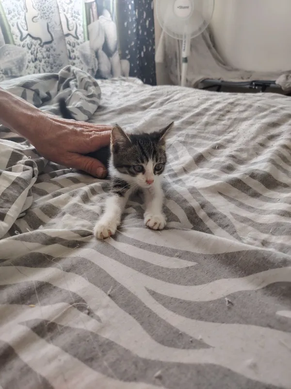 Котята бесплатно — фото 1