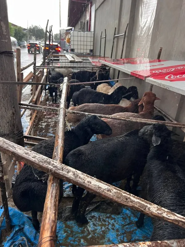 Qurbon hayiti uchun sog‘lom va semiz qo‘ylar sotiladi! — фото 2