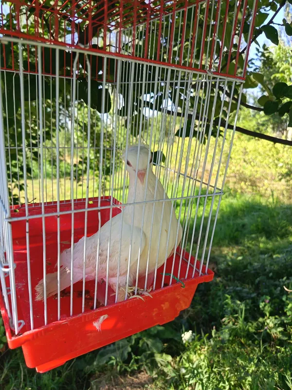 Kabutarlar sotiladi. 3 dona 2 Kabutarlar sotiladi. 3 dona 2