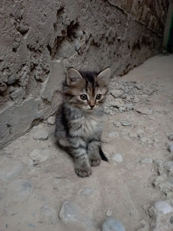 Mushuk bolasi sotiladi 2 Mushuk bolasi sotiladi 2