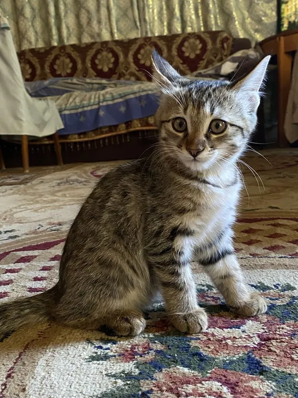 Отдам в хорошие руки 1 Отдам в хорошие руки 1