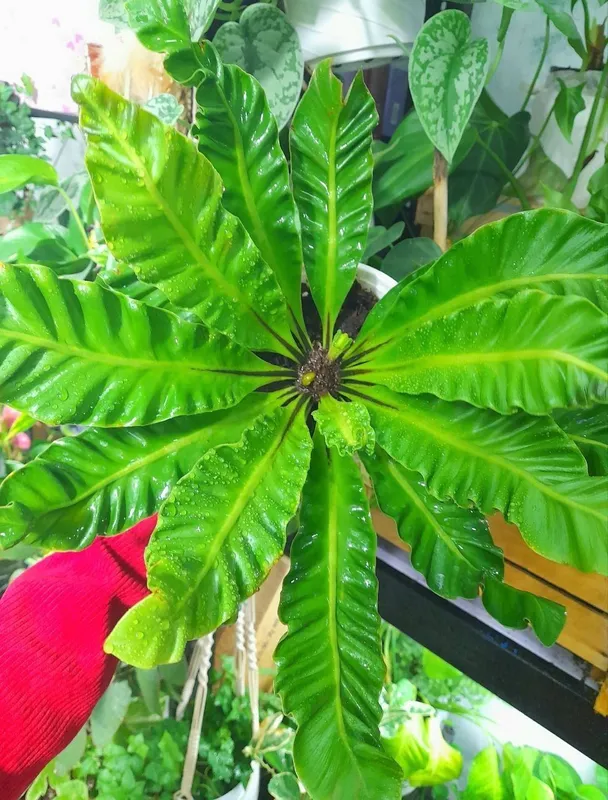 Asplenium Nidus Kobra (Xitoy) 3