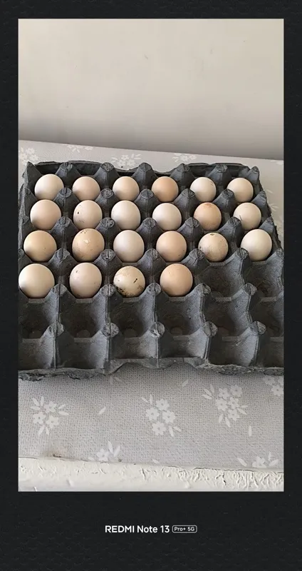 Samuray Shabo tuhumi sotiladi 7 Samuray Shabo tuhumi sotiladi 7